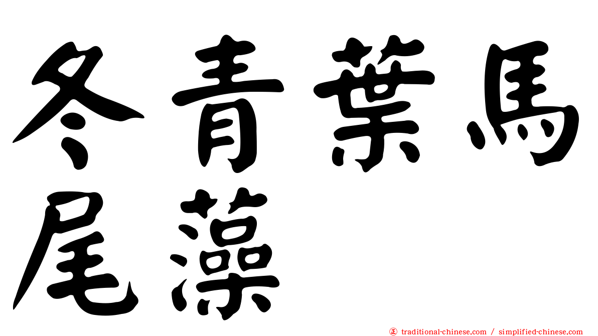 冬青葉馬尾藻