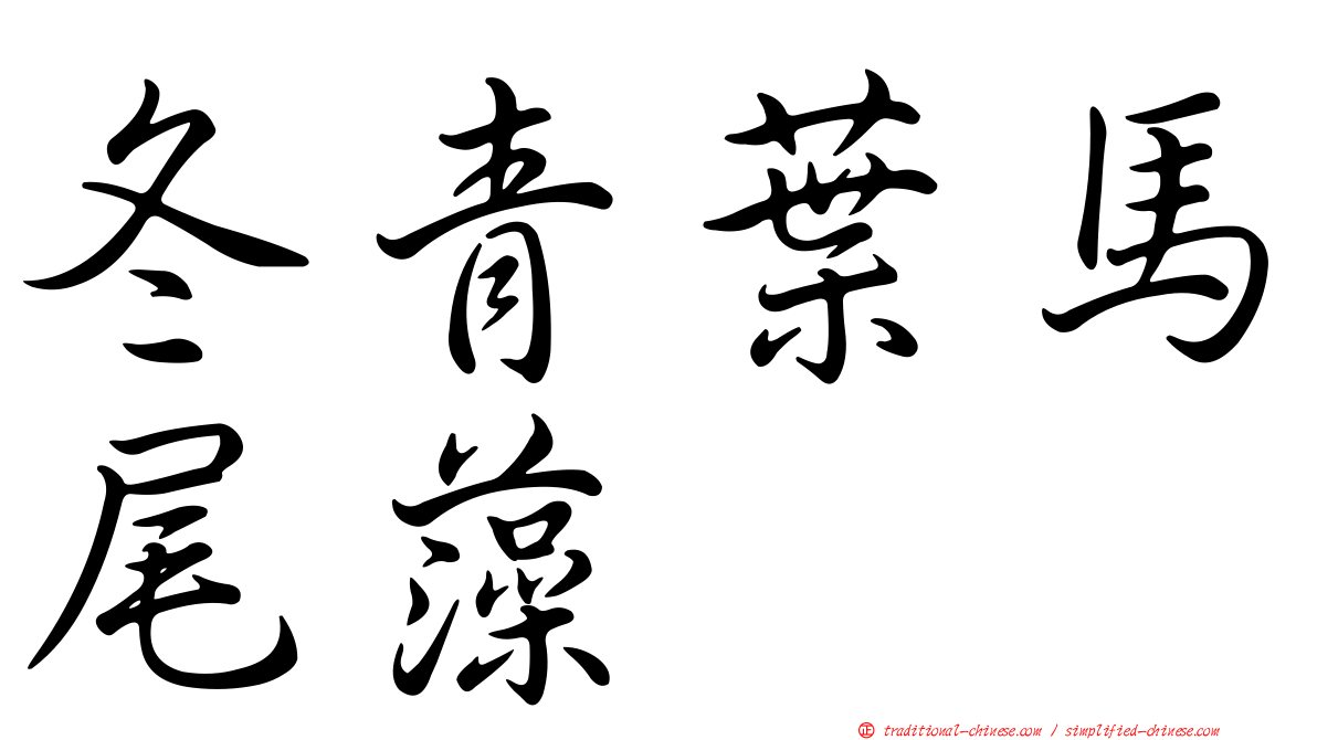 冬青葉馬尾藻