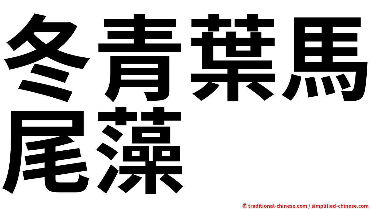 冬青葉馬尾藻