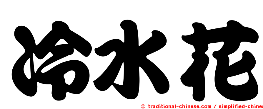 冷水花
