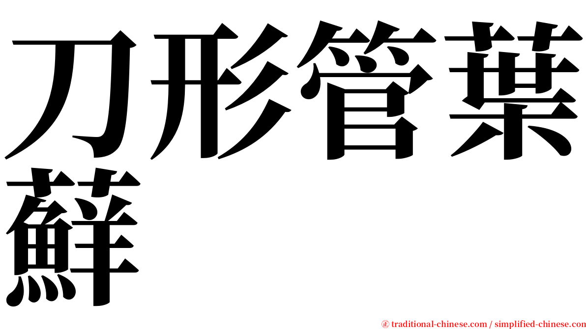 刀形管葉蘚 serif font