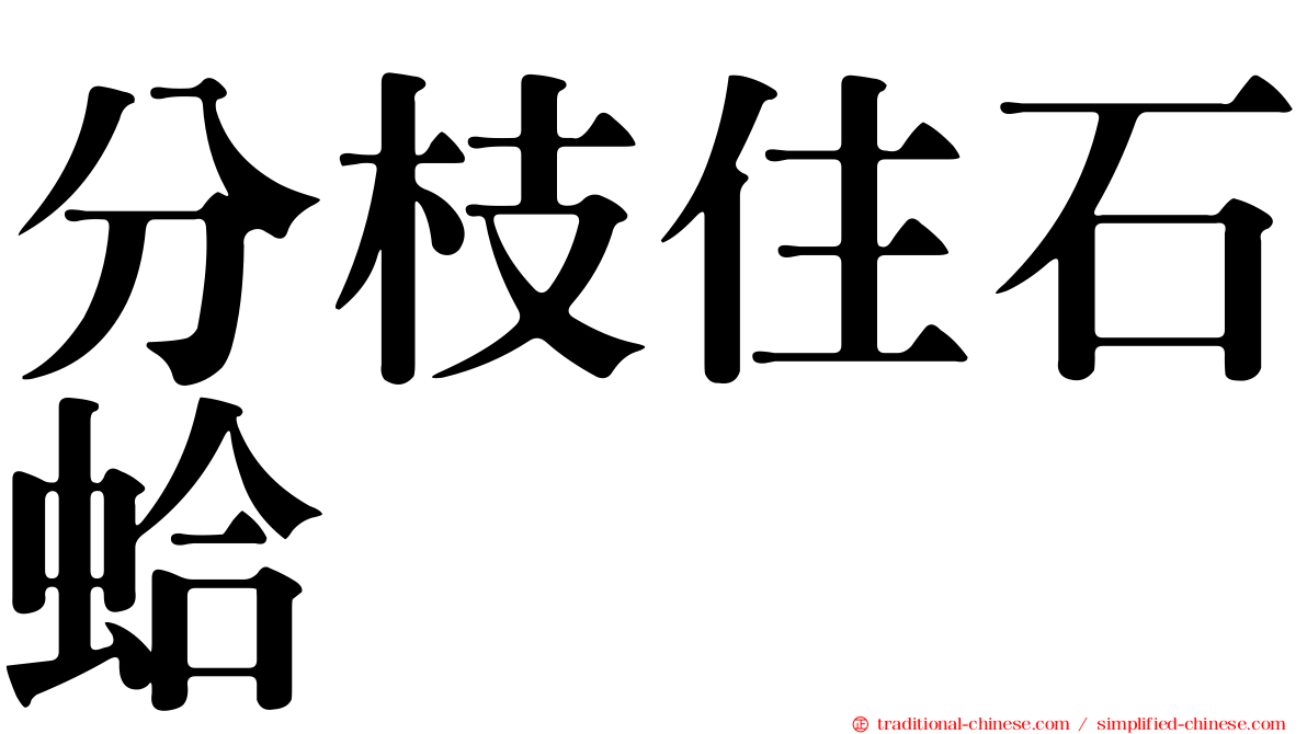 分枝住石蛤