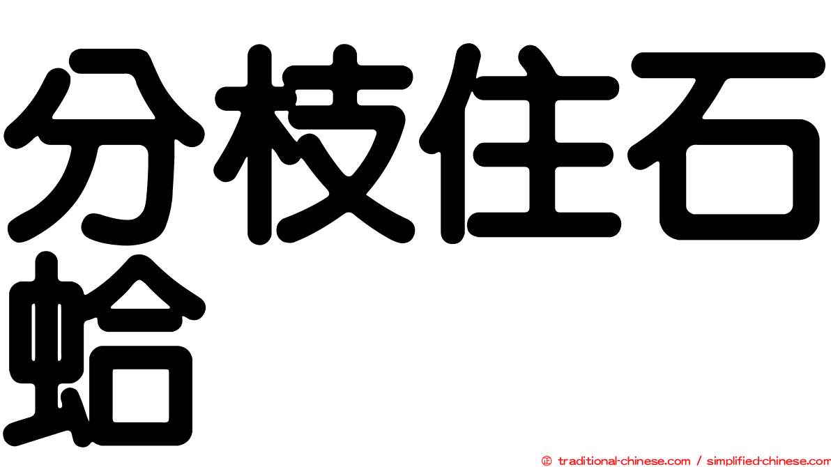 分枝住石蛤