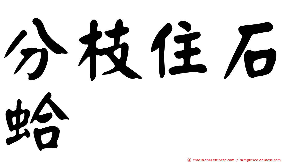 分枝住石蛤