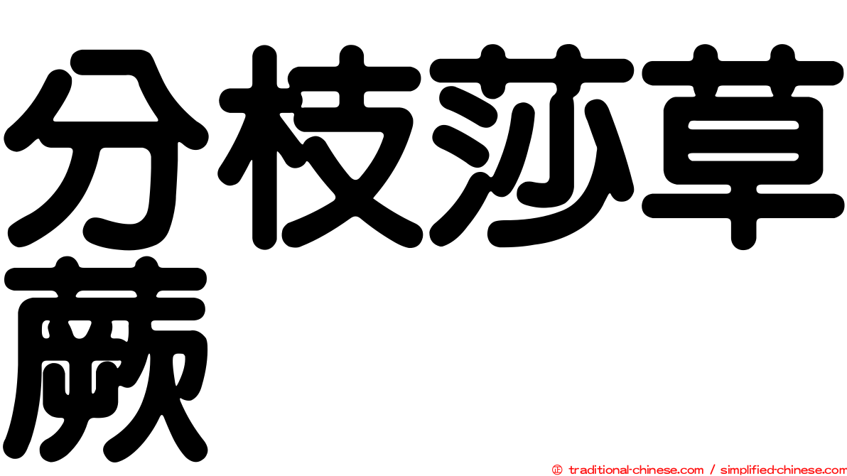 分枝莎草蕨