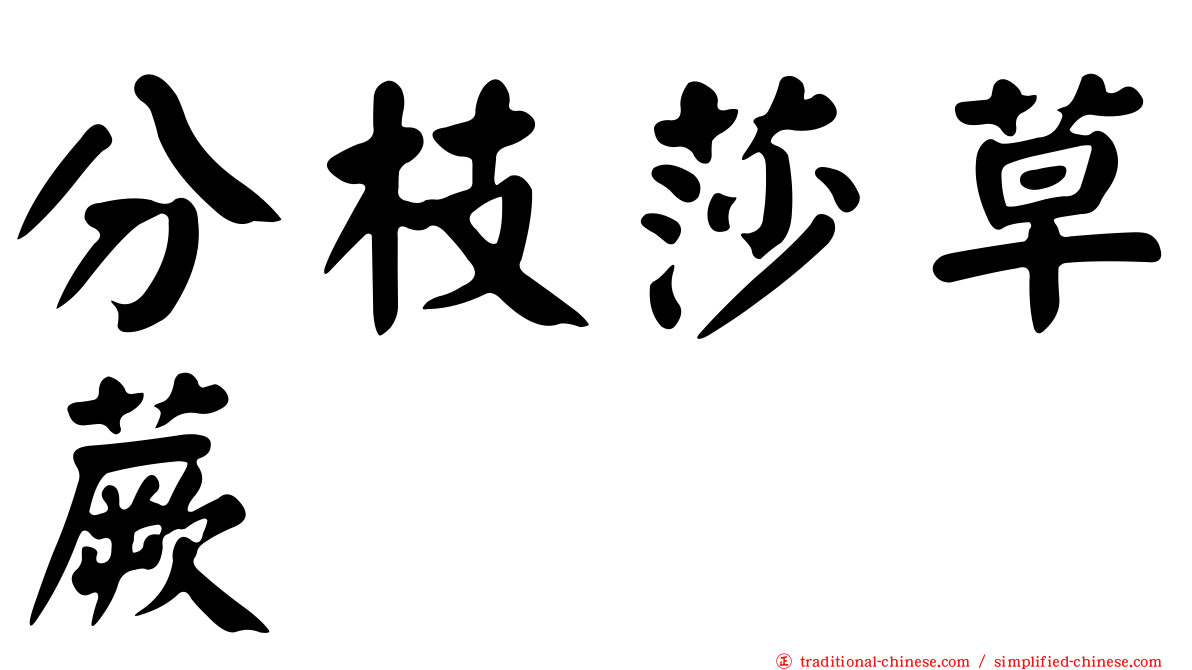 分枝莎草蕨