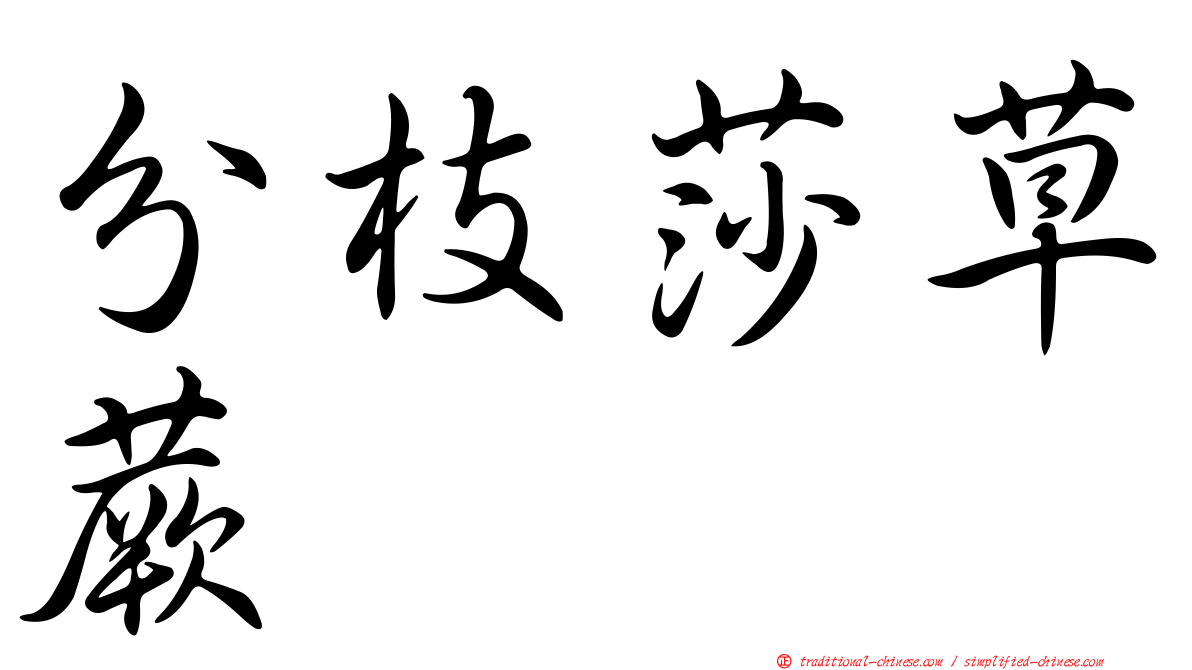 分枝莎草蕨