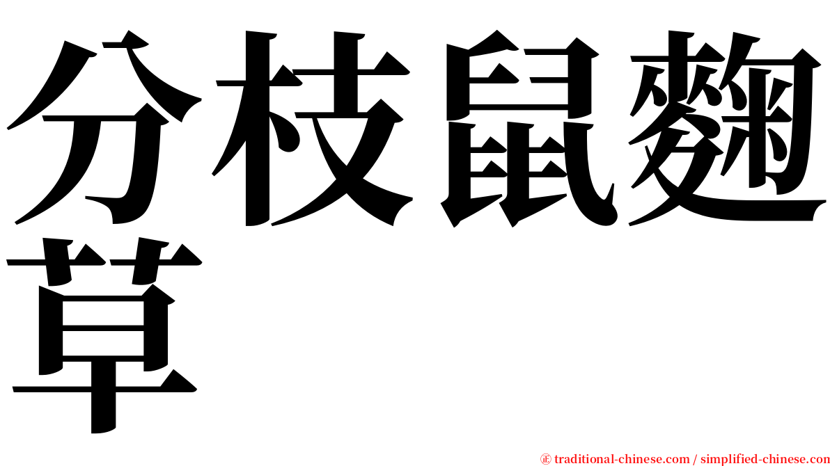 分枝鼠麴草 serif font