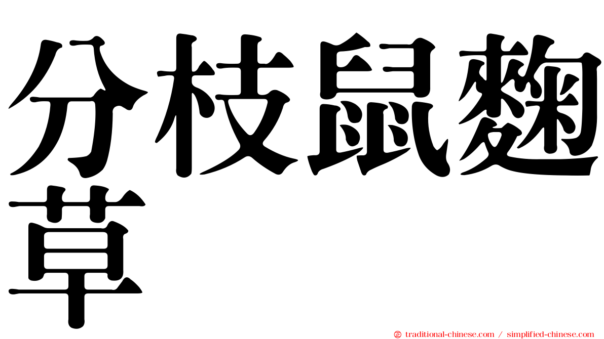 分枝鼠麴草