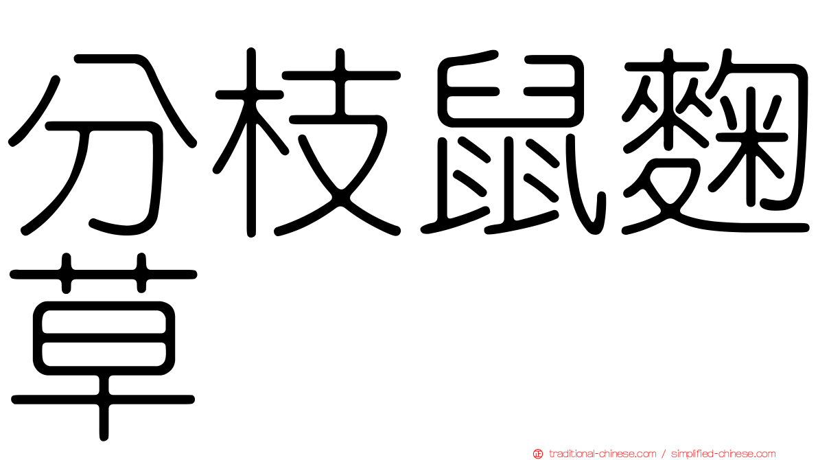 分枝鼠麴草