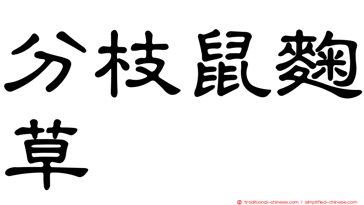 分枝鼠麴草