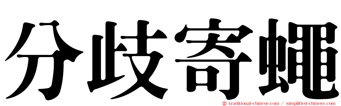 分歧寄蠅