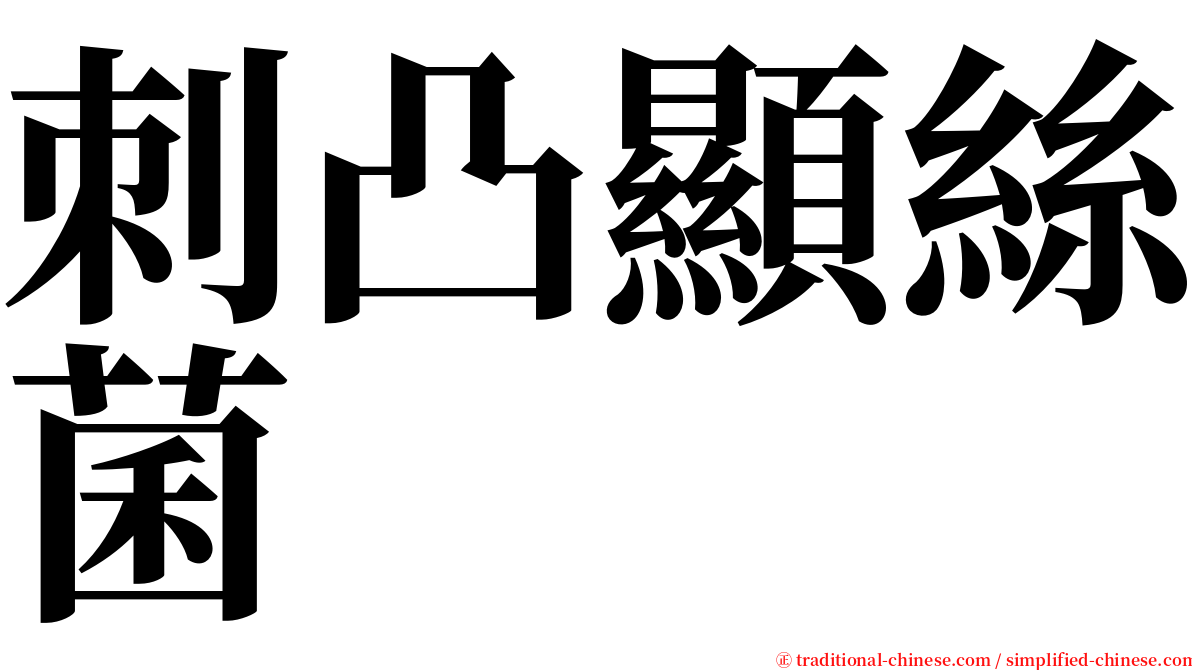 刺凸顯絲菌 serif font