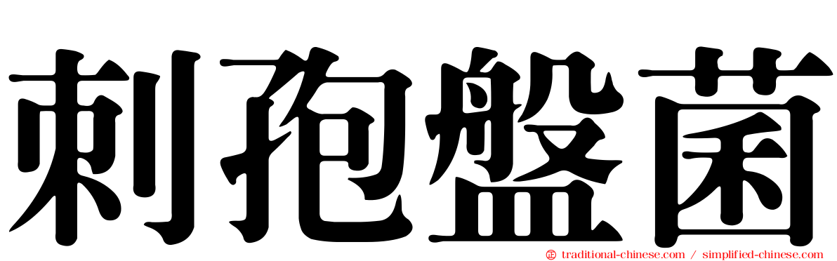 刺孢盤菌