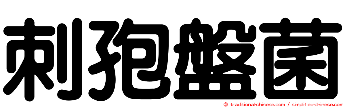 刺孢盤菌