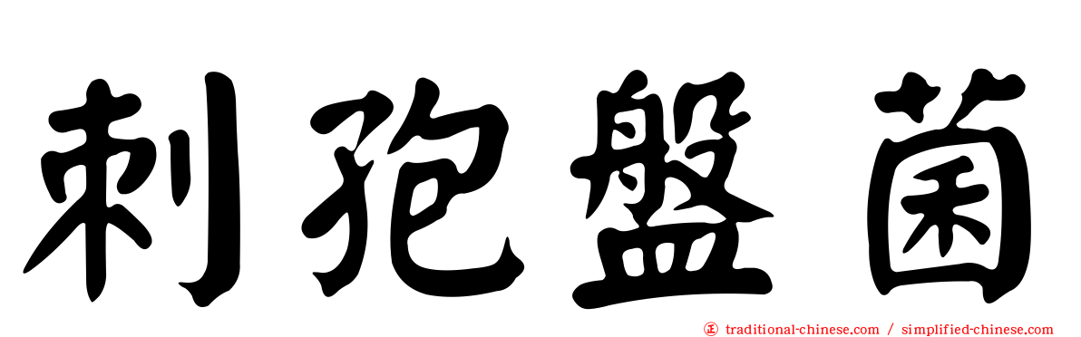 刺孢盤菌