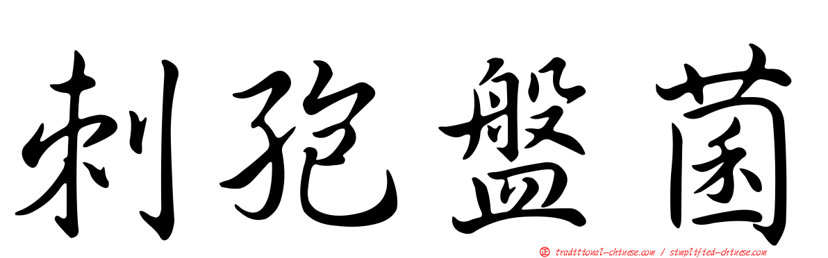 刺孢盤菌