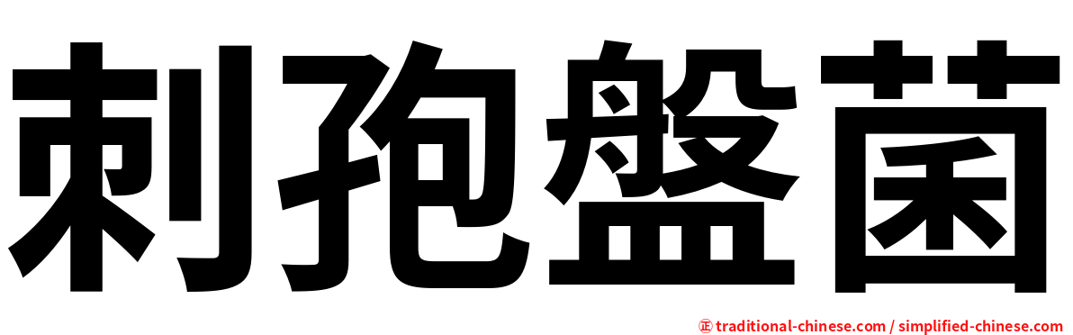 刺孢盤菌