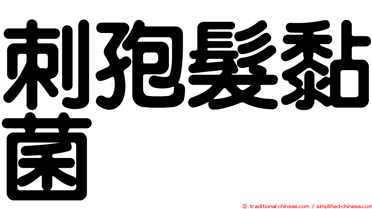 刺孢髮黏菌