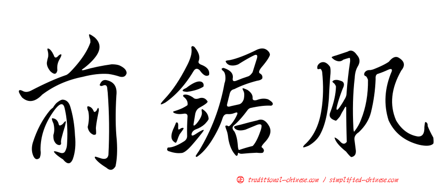 前鋸肌