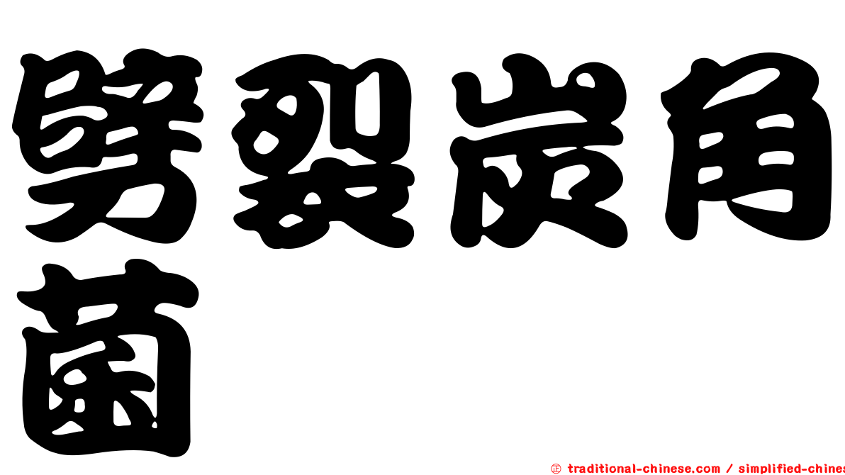劈裂炭角菌