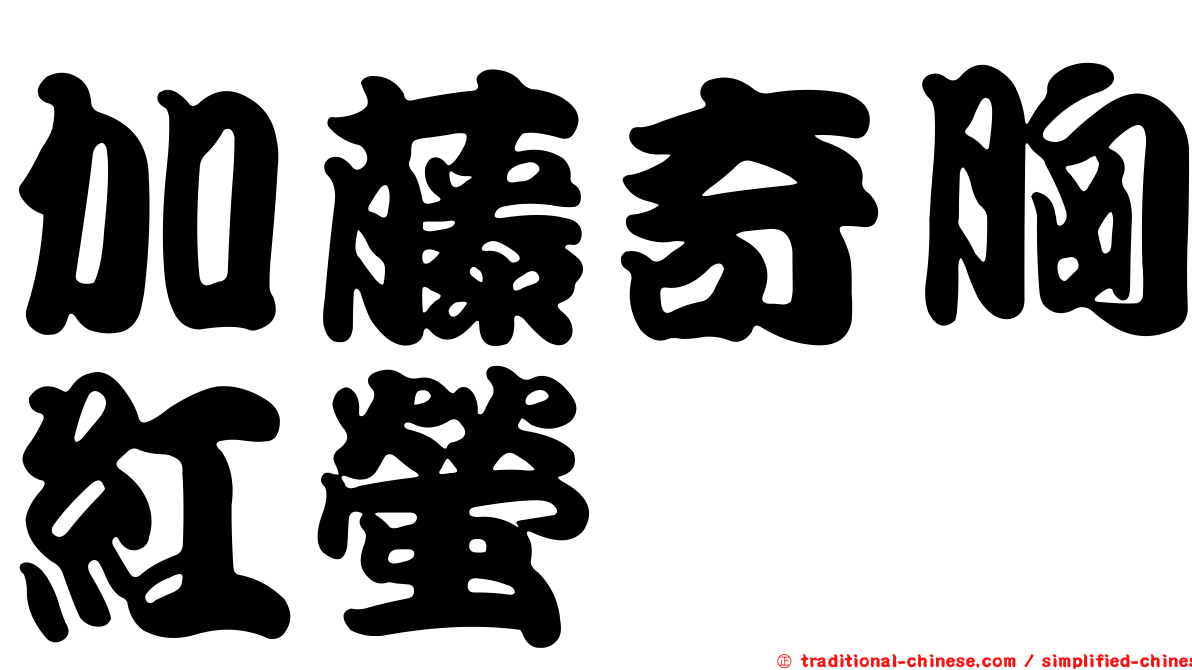 加藤奇胸紅螢
