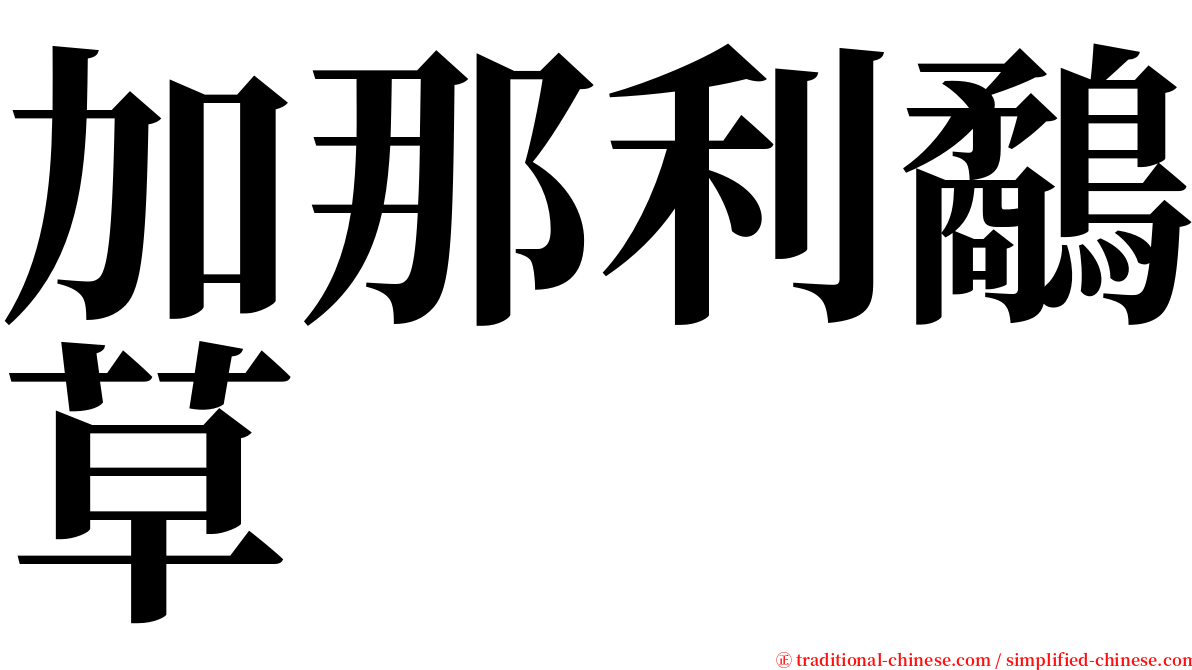 加那利鷸草 serif font