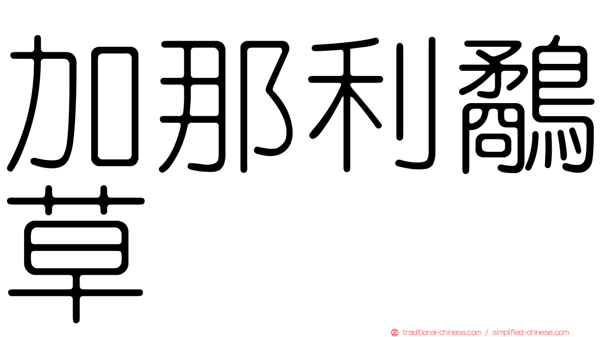 加那利鷸草