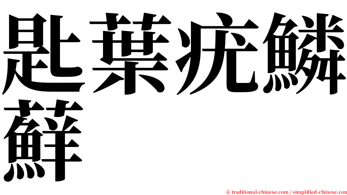 匙葉疣鱗蘚 serif font