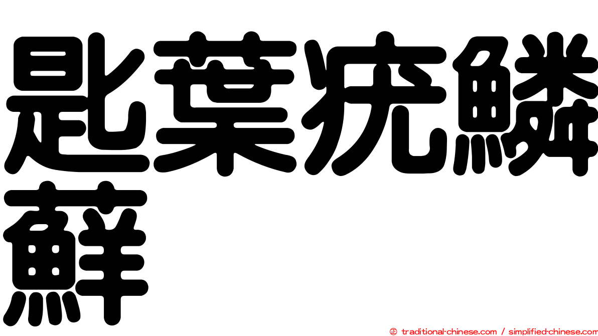 匙葉疣鱗蘚