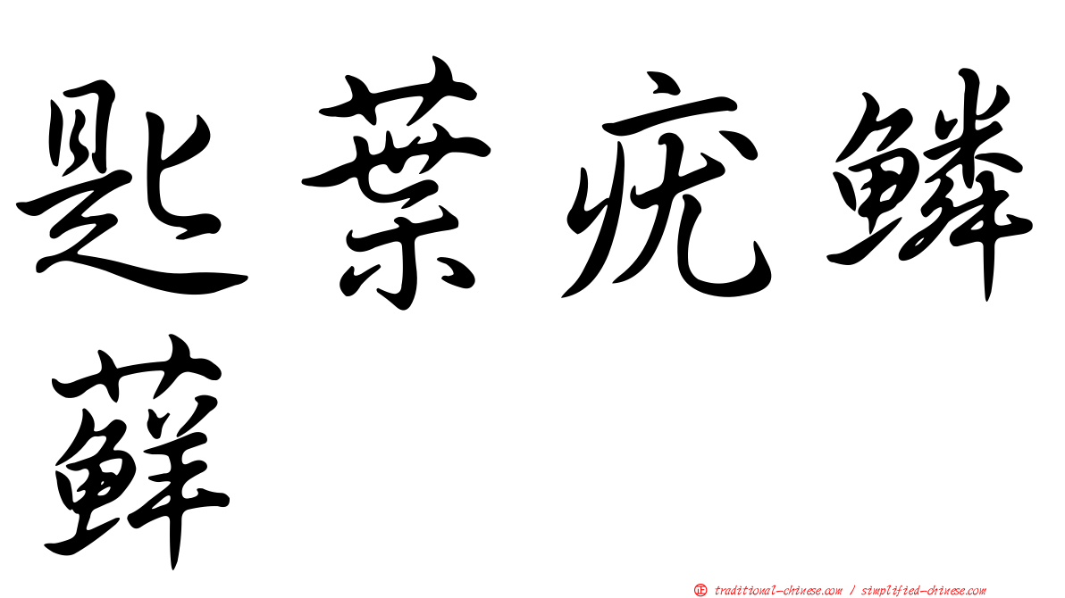 匙葉疣鱗蘚
