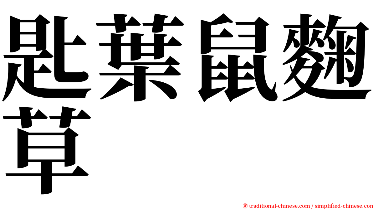 匙葉鼠麴草 serif font
