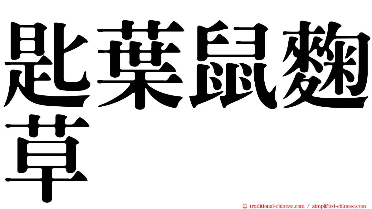 匙葉鼠麴草