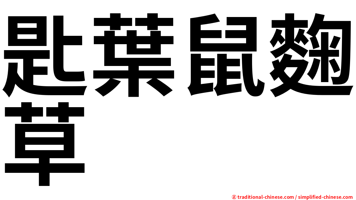 匙葉鼠麴草