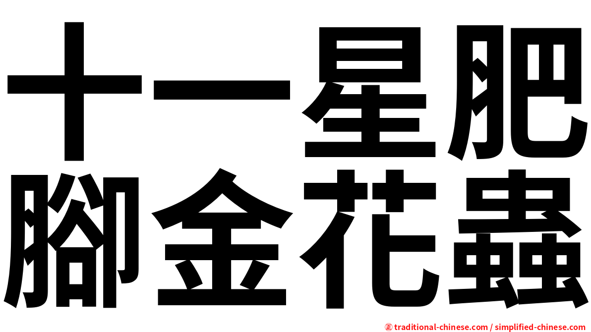 十一星肥腳金花蟲