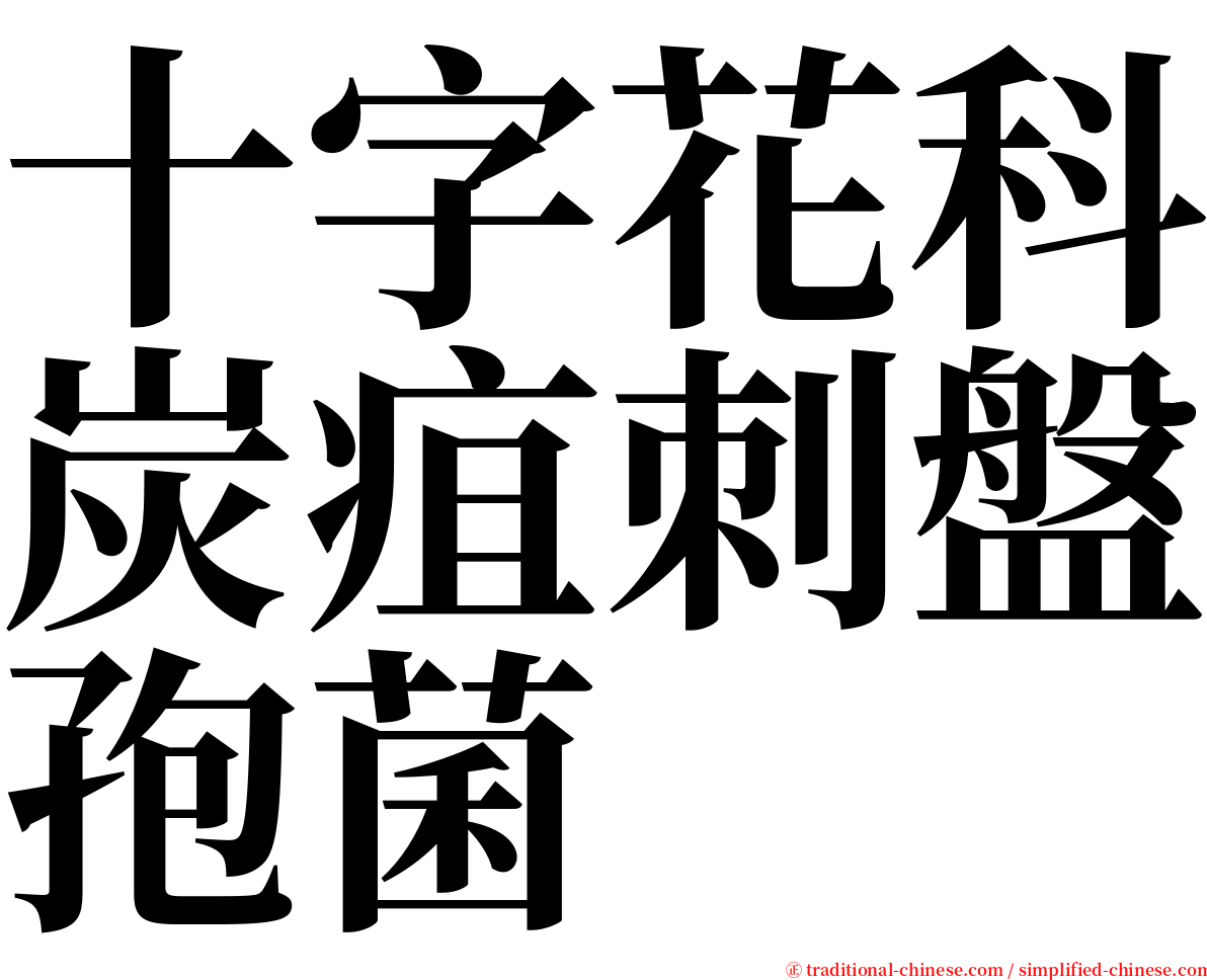 十字花科炭疽刺盤孢菌 serif font