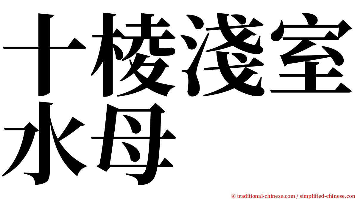 十棱淺室水母 serif font