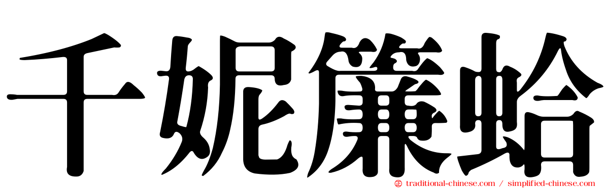 千妮簾蛤