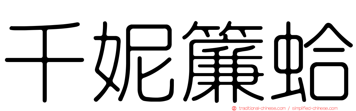 千妮簾蛤