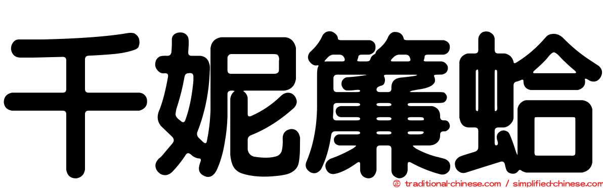 千妮簾蛤