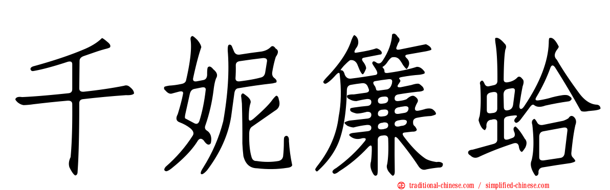 千妮簾蛤