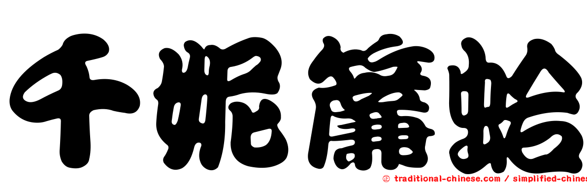 千妮簾蛤