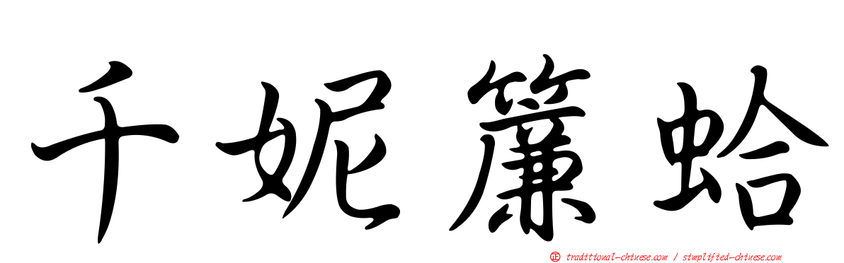 千妮簾蛤