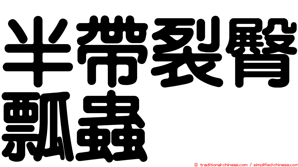 半帶裂臀瓢蟲