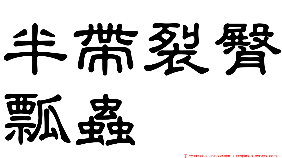 半帶裂臀瓢蟲