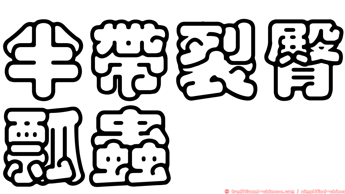 半帶裂臀瓢蟲