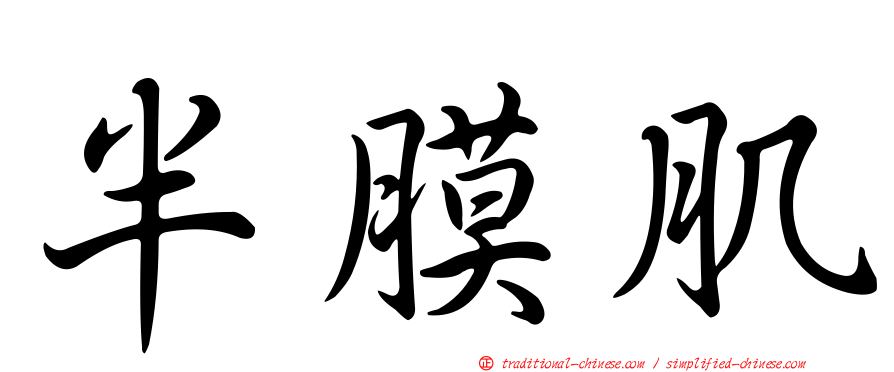 半膜肌