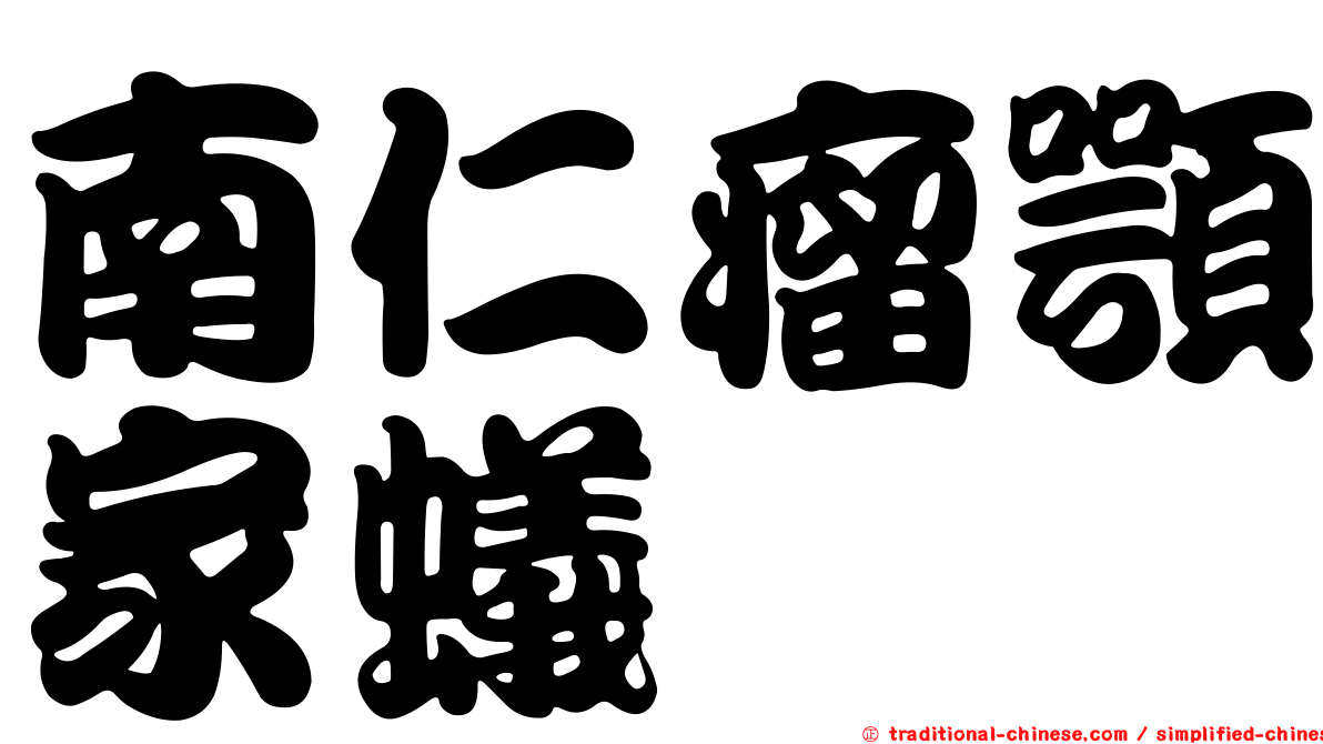 南仁瘤顎家蟻