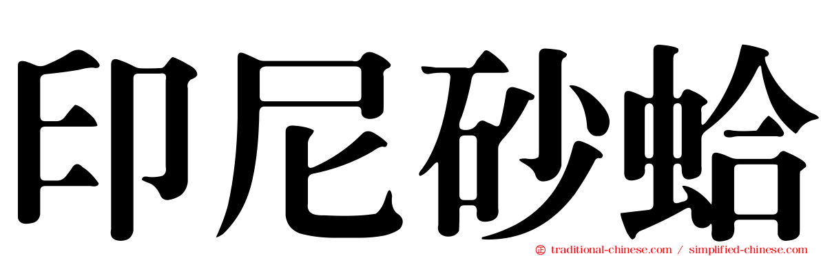 印尼砂蛤