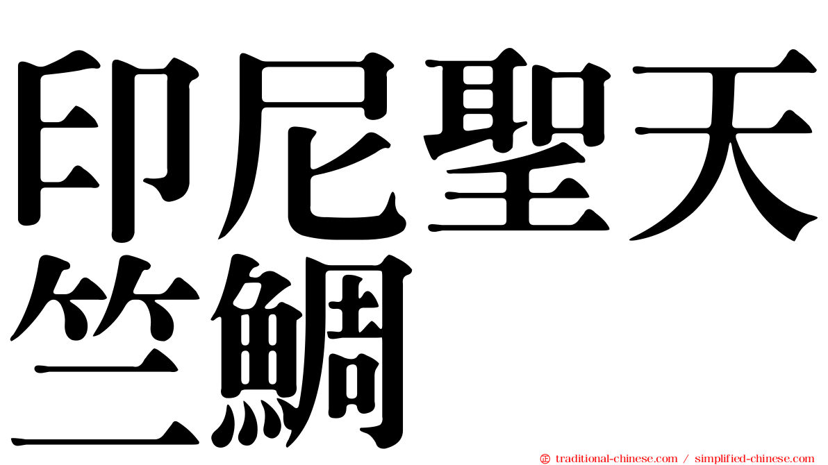 印尼聖天竺鯛